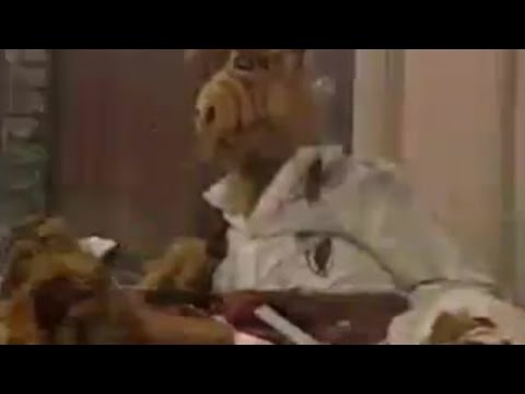 ALF's Dinner is a Blast