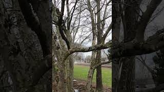The Dogwood Tree in Winter#shorts February 9 2023 Dogwood trees have no leaves during winter season