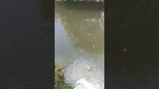 Download lagu sudah strike duluanassyu dahlah #fishing #mancingmaniamantap #angler #fishingmania #mancing #fish mp3 Download lagu sudah strike duluanassyu dahlah #fishing #mancingmaniamantap #angler #fishingmania #mancing #fish mp3