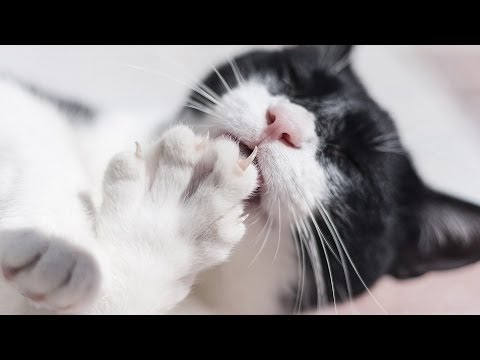 Pros & Cons of Declawing Your Cat | Cat Care