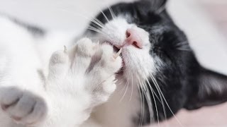 Pros & Cons of Declawing Your Cat | Cat Care