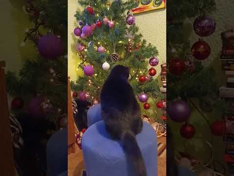 #fannycat #cat #maneskin #måneskin #blackcat @maneskinofficial