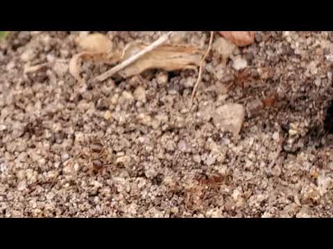 Field Ants Frolicking in Brick, NJ
