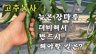[고추농사]늦은 장마를 대비해서 반드시 해야 할 일은?