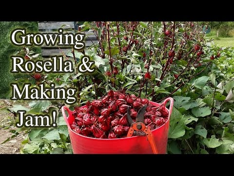 Rosella Growing Harvesting & Jam Making