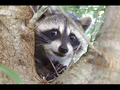 image-Are raccoons active in the winter?