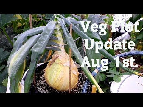 Allotment Diary Aug 1st Veg plot, Polytunnel, Greenhouse & Giant Veg update