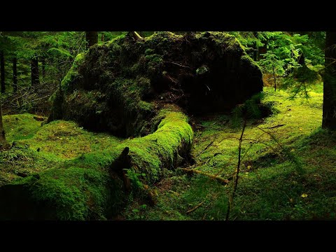 Beautiful Relaxing Music for Stress Relief • Relax, Sleep, Meditate, Study★344🍀
