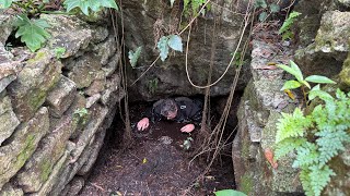 Unveiling Cozumel's Secret: Stunning Caves Discovered – The Ultimate 'Spa Day' Adventure!