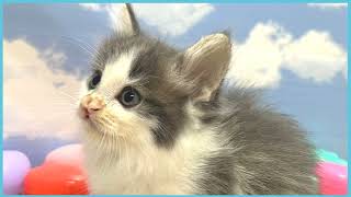 ペットショップCOO&RIKU No00705018(ノルウェージャンフォレストキャット)