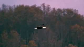 HELLOWEEN Claws SUB AL ESP &amp; LYRICS