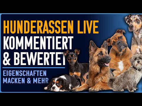 Rassen, Tierschutz, Qualzuchten - Eure Fragen zu Hunderassen