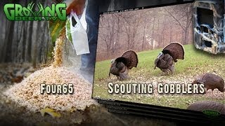 Turkey Hunting: How To Scout for Gobblers (#227) @GrowingDeer.tv