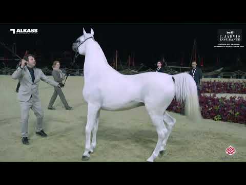 N.105 GHAZAL AL WAAB - Katara Int. Arabian Peninsula Horse Show 2023 - Colts 3 Years Old (Class ...
