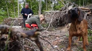 Video zu: Pakt für den Wald