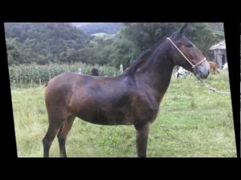 BURRÃO LIGEIRO TIÃO CARREIRO 🐴