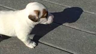 preview picture of video 'Ellie & Baxter's Jack Russell puppies'