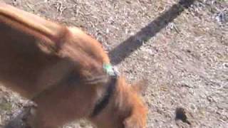 Rhodesian Ridgeback x Wolf mix - Wolfback