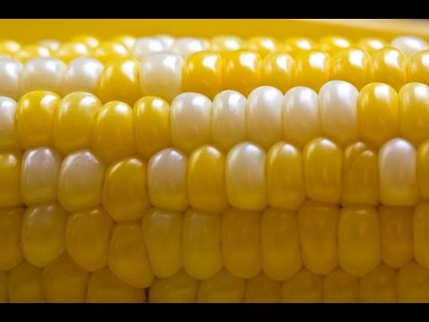 download lagu mp3 mp4 Is Maize Thickener Gluten Free, download lagu Is Maize Thickener Gluten Free gratis, unduh video klip Is Maize Thickener Gluten Free