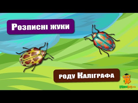 🍀 Дива природи. Явища навколо нас. Розписні жуки роду Каліграфа 🌏