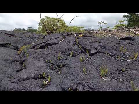 Pahoa 2014 lava flow plant growth after 3.5 years.  May 24, 2018