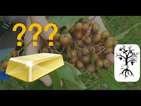 Die Elsbeere - wertvoll wie Gold? Sorbus torminalis