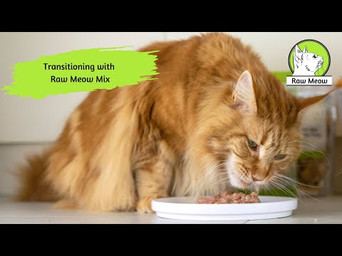 Transitioning your cat to Raw with Raw Meow Mix
