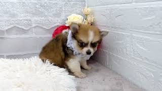 ハーフ犬の動画01