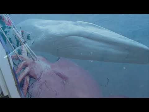 Blue Whale vs Colossal Squid!