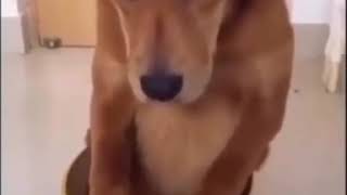 Download lagu Video lucu storry WA kocak banget....  Anjing di marahin majikan nya... mp3