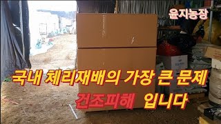 체리묘목 봄 발송 시작~건조피해 조심