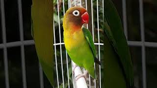 Download lagu Suara burung lovebird memanggil lawan diiringi ngekek cocok memancing labet agar ngekek | #shorts mp3 Download lagu Suara burung lovebird memanggil lawan diiringi ngekek cocok memancing labet agar ngekek | #shorts mp3