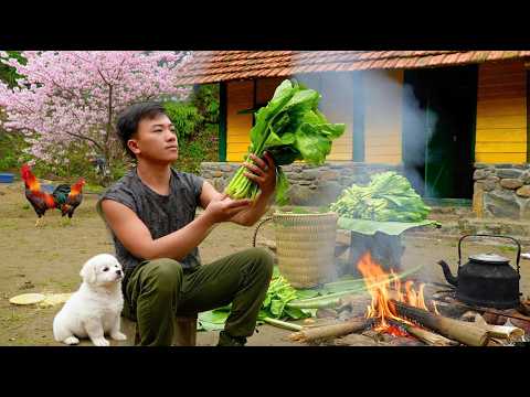 #10 CEO Leaves the City for the Forest Harvest Fresh Vegetable to Sell, Cooks by Stream