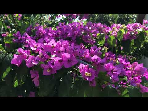 Villa Ljubica Podstrana