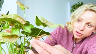 How I Care For My Arrowhead Plant - Green Moments With Juliette Episode #03