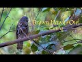 Brown Hawk Owl Calling Owls Of Dang Owl Call