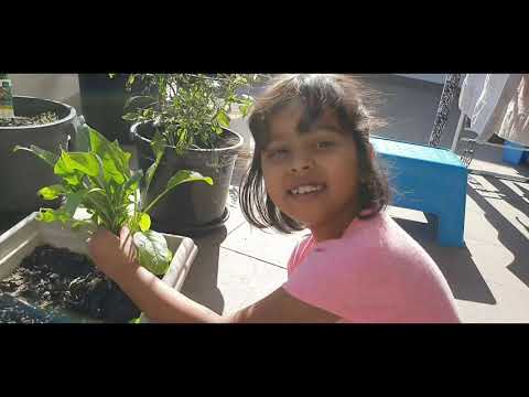 Adi and the caterpillar / harvesting balcony spinach