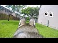 A Day In My Husky S Point Of View GoPro On My Dog Wow