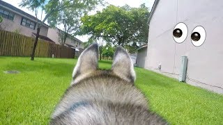 A Day in My Husky's Point of View! - GoPro on my Dog! Wow!
