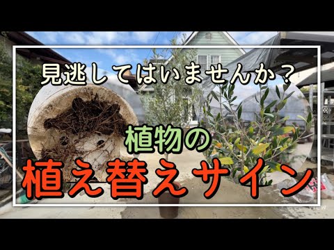 鉢植えのオリーブの木の手入れ方法は？取り入れるべき正しい行動！  庭園