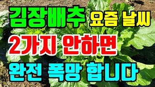 김장배추 요즘같은 날씨에 2가지는 꼭 해주세요. 안하면 배추 수확못할수도있어요