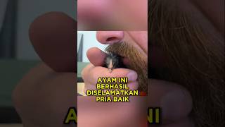 Download lagu This Man Saved a Chick's Life 🐣💛 #shorts #chicken #chickens mp3 Download lagu This Man Saved a Chick's Life 🐣💛 #shorts #chicken #chickens mp3