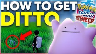 How To Get Ditto in Pokemon Sword and Shield