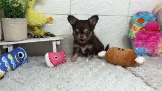 チワワ（ロング）の動画01