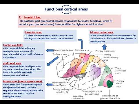 Functional cortical areas of the brain-Dr.Ahmed Farid
