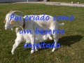 Quim Barreiros A cabritinha.wmv 