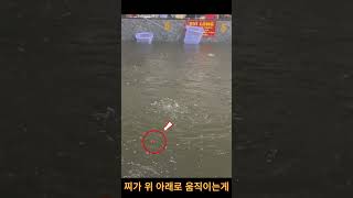 #새우낚시#胡志明钓虾#베트남새우낚시#태국새우#호치민