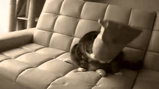 Nacho Vegas - El mundo en calma