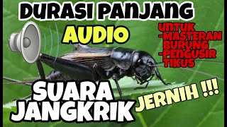 Download lagu (AUDIO) SUARA JANGKRIK. UNTUK MASTERAN BURUNG KICAU MURAI BATU, KACER, CUCAK IJO DAN PENGUSIR TIKUS mp3