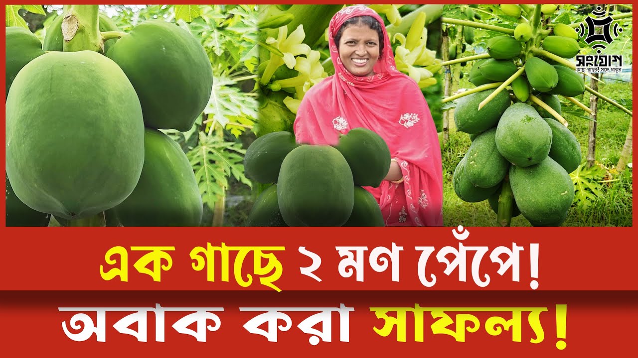 এক গাছে দুই মণ পেঁপে! কৃষাণী তমার অবাক করা সাফল্য